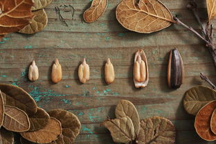 吃貨的“硬核”選擇 當(dāng)農(nóng)產(chǎn)品遇上加拿大OSB板